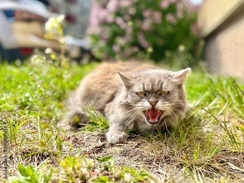 Fotografía A fluffy grey cat lying in the grass hiss at the camera with its mouth wide open, showing teeth