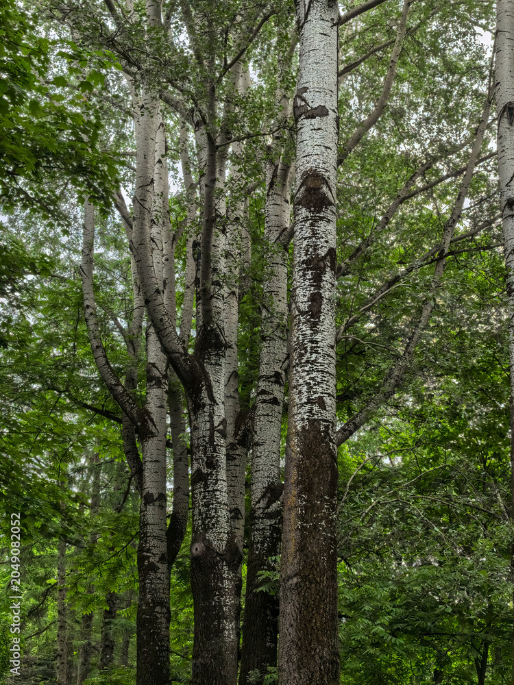 Fototapeta premium Tall birch tree trunks with white bark in a green summer forest