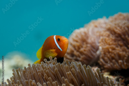 Canvas Print ocellaris clownfish that dwell among the tentacles of Ritteri sea anemones for p