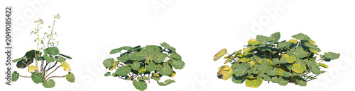 Foto Set of Saxifraga stolonifera (creeping saxifrage, strawberry begonia or strawber