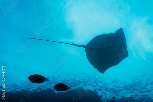 Giant manta ray, Manta birostris, swims over coral reef