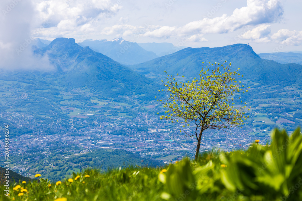 Fototapeta premium Lone tree standing out in the Sire alpine pasture in spring with the city of Chambéry in the background