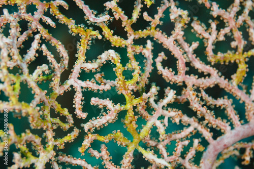 closeup of branching lace pattern and polyps on branching coral