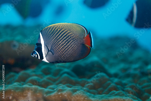 close up of Redtail butterflyfish ,  Chaetodon collare,   fish