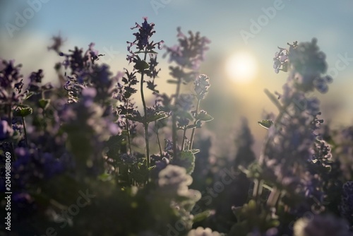 Konstfotografi Blooming purple catmint flowers in a field at sunset