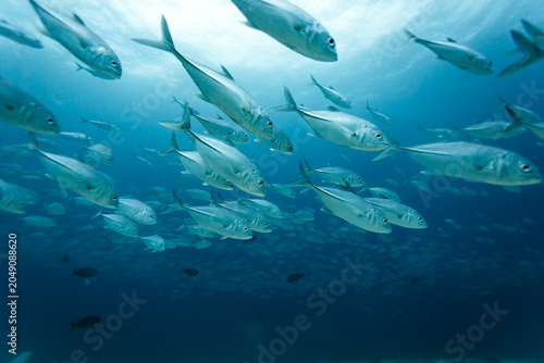 Canvastavla large school of silver fish swim amid divers in blue tropical water of the south