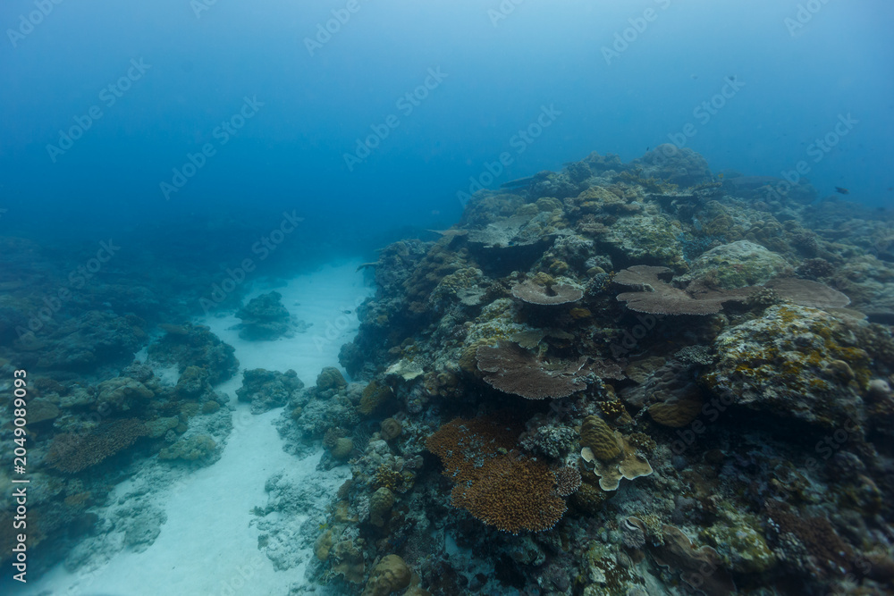 Fototapeta premium Coral colony ends with small strip of white sand between its neighbor