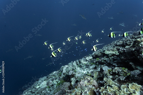 Photos School of Moorish Idols,Zanclus cornutus,  with black white and yellow stripes s