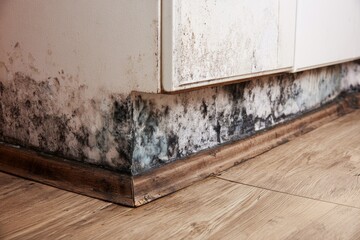 Mold growth in a kitchen corner near the cabinets shows signs of dampness and water damage in the home