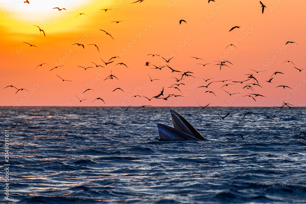 Naklejka premium Bryde Whale in Quy Nhơn Beach Vietnam