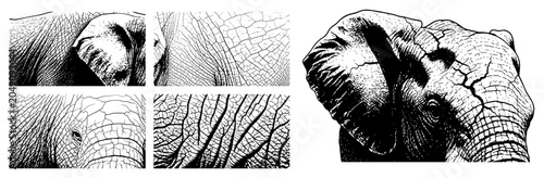 Tableau sur toile Elephant skin texture and detailed animal head portraits in vintage etching styl
