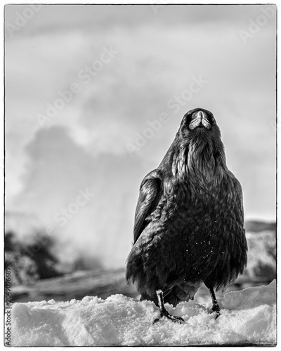 Foto Yellowstone Raven at Old Faithful