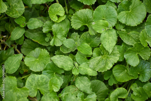 Gotu Kola (Centella asiatica) and Common Chickweed (Stellaria media) Growing Naturally, Kelaniya, Sri Lanka.	