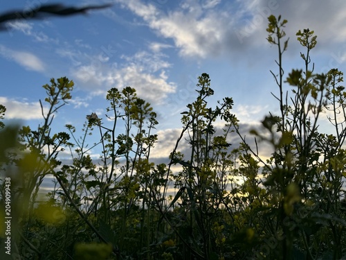 sky and grass