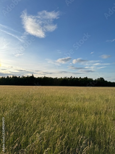 field of wheat
