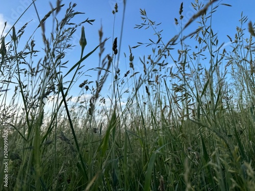 grass and sky