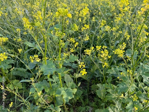 field of dandelions