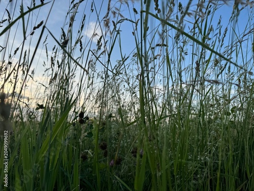 grass and water