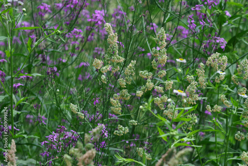 Natural green background. Blooming grass in a meadow on a sunny summer day.