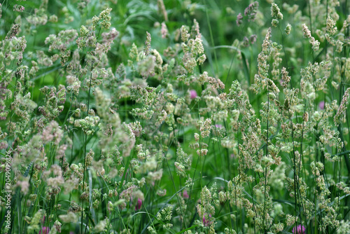 Natural green background. Blooming grass in a meadow on a sunny summer day.