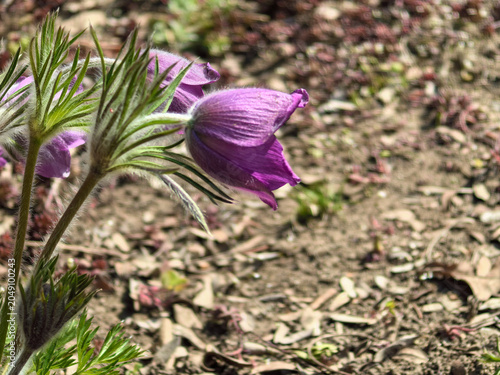 Bild auf Leinwand Fuzzy Purple Pasqueflower Pulsatilla Vulgaris