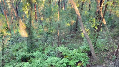 Footage of lush and dense bushland and forestry in the Glenbrook Creek Valley near the town of Springwood in the Blue Mountains in New South Wales, Australia