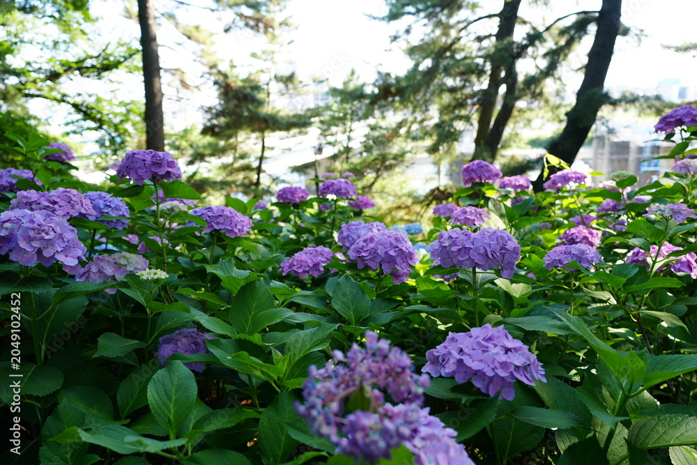 Fototapeta premium hydrangea flowers in the garden