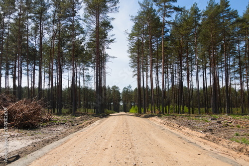 Foto forest management