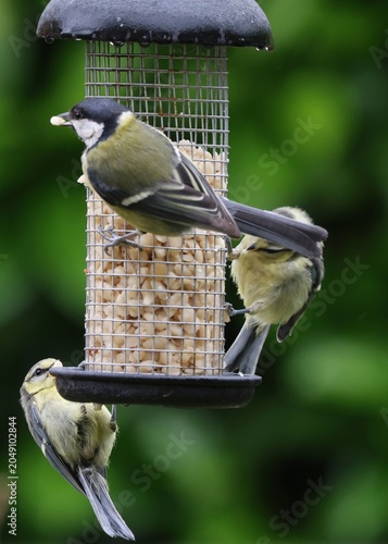 Hungry Great Tit family on bird feeder in the rain. Parent teaching juvenile Great Tit birds to feed.