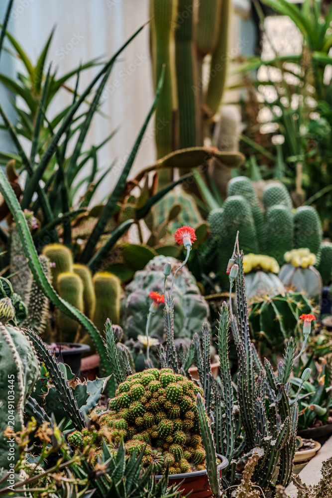 Fototapeta premium Various species of cacti and succulents displayed in pots, featuring vibrant flowers and diverse textures in a greenhouse setting with natural light