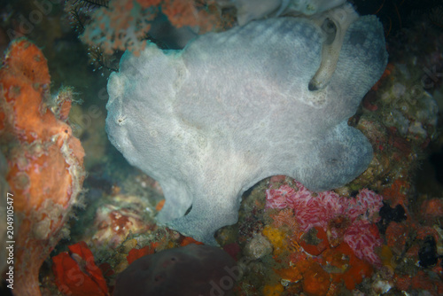Cuadro en lienzo Closeup  Antennarius nummifer ,  Spotfin frogfish, coinbearing frogfish, whitefi