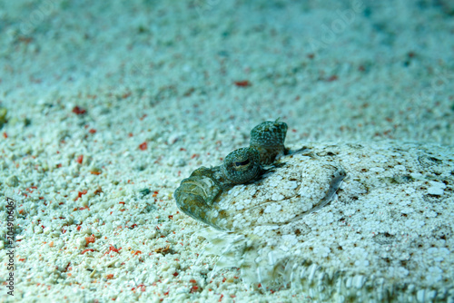 Foto Closeup of the head and eyes of a lefteye, flowery flounder hiding under the san