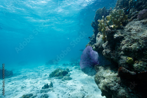 Fotografie Silhouette of large purple sea fan, Gorgonia ventalina,on side of coral outcrop