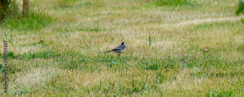 Motacilla alba - Bergeronnette grise, oiseau gracieux au plumage gris-noir et blanc, calotte, gorge et poitrine noir, ventre blanc à l'affût de nourriture sur une pelouse 
