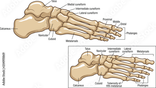 Quadro su tela Anatomy chart of the human foot skeleton from lateral and medial views with text