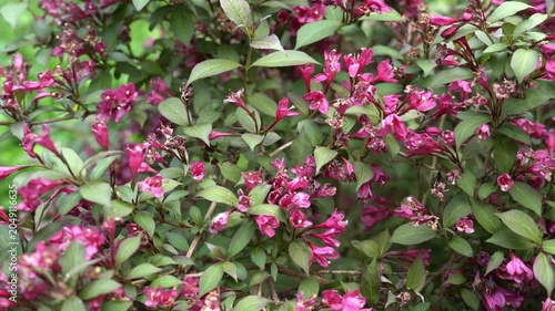Shrub blooming with red flowers on a branch among green leaves in an ornamental plant nursery in summer as an eco-tourism and landscaping concept