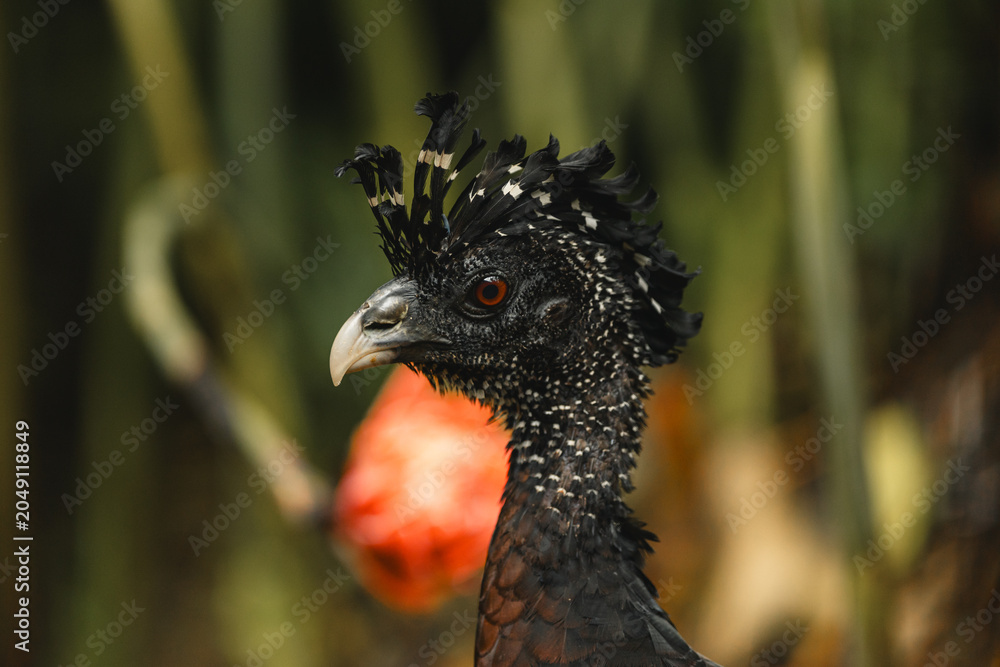 Fototapeta premium Great curassow crax rubra close-up wildlife portrait