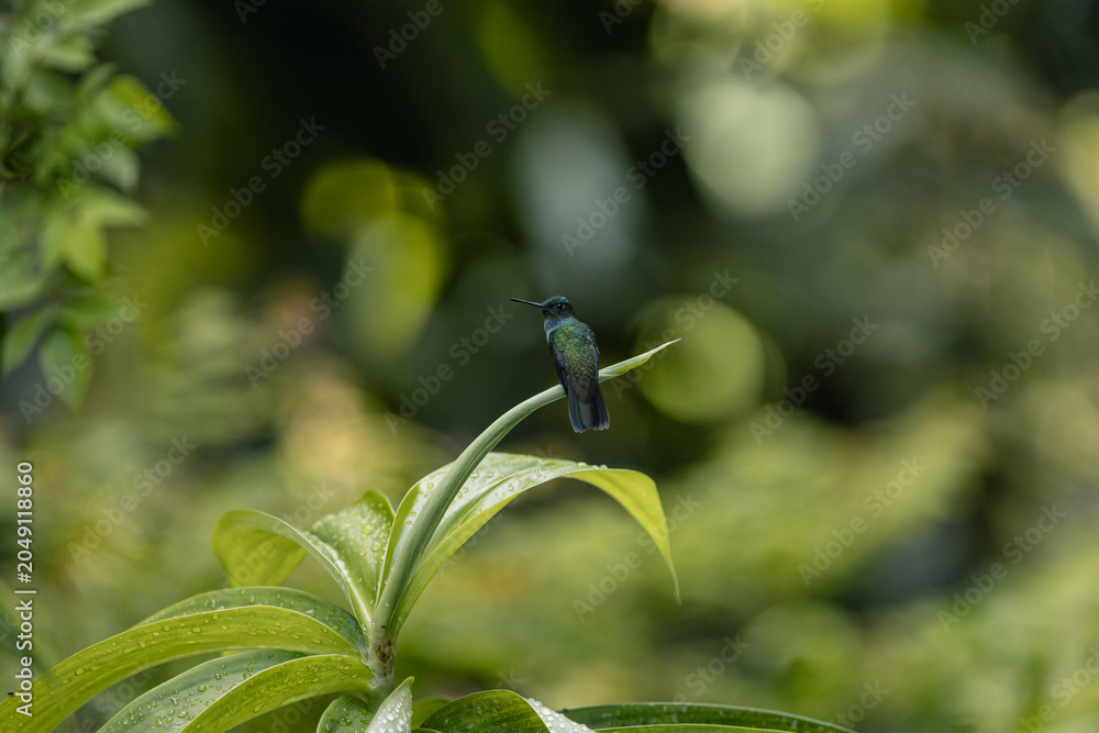 Obraz premium Hummingbird perched on green plant leaf with natural bokeh