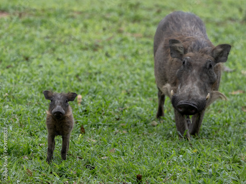 Canvas-taulu Warthog Family uganda safari wild africa kenya tanzania