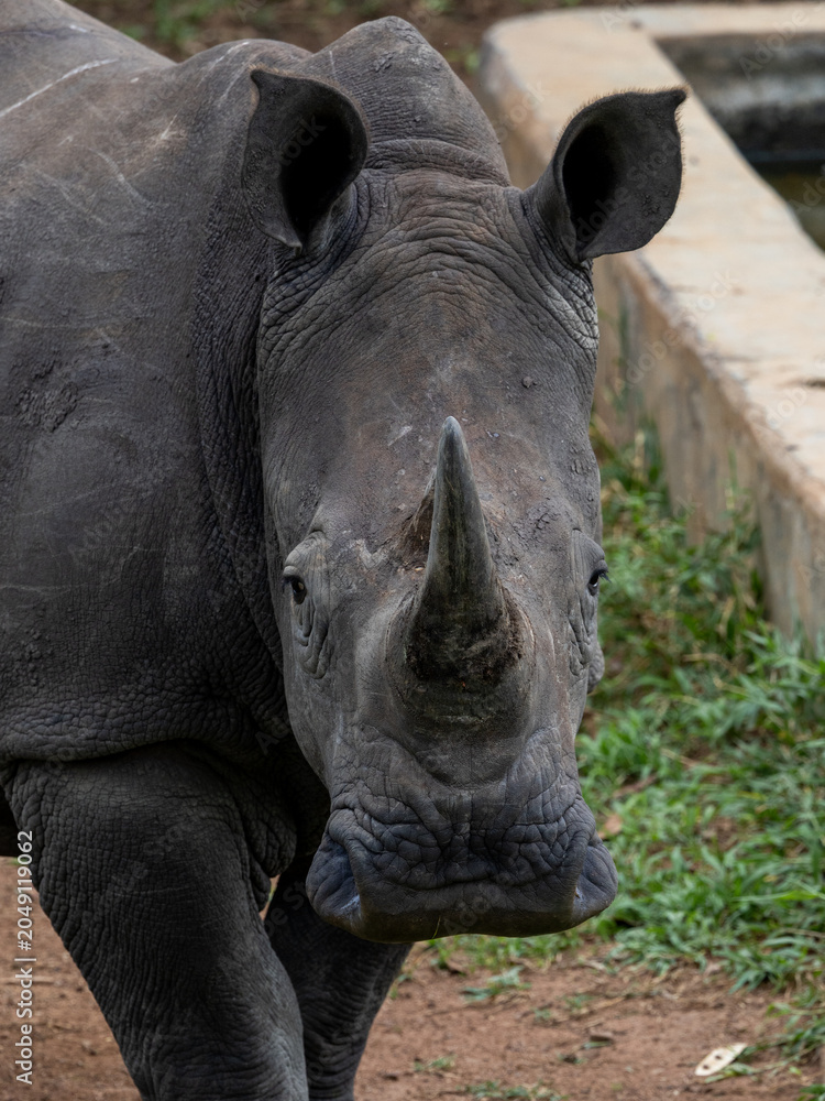 Obraz premium Rhinos Close Up Drinking African Safari Uganda Tanzania Kenya