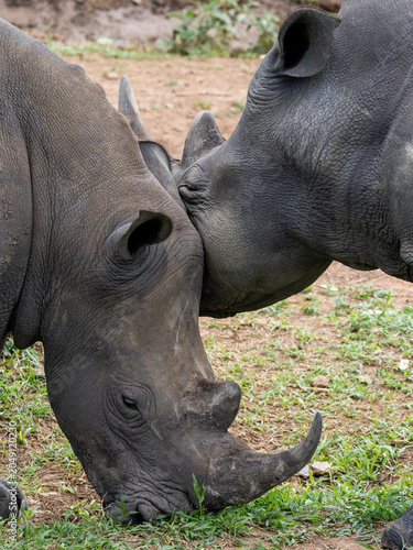 Rhinos Close Up Drinking African Safari Uganda Tanzania Kenya