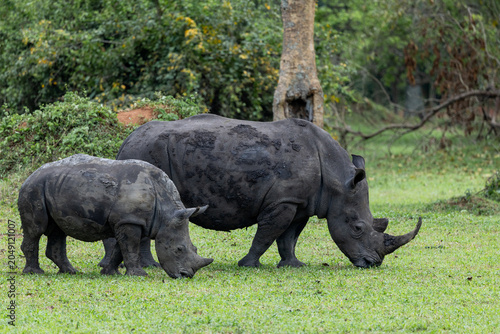 Rhino rhinoceros uganda africa kenya tanzania safari mom and baby wild