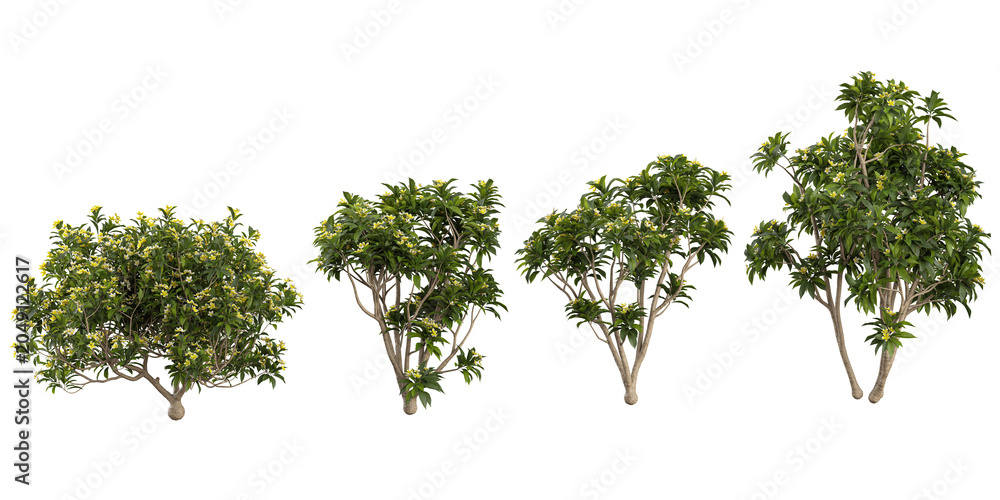 Obraz premium Collection of Plumeria plants on transparent background