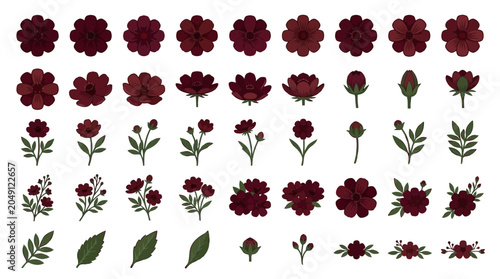 Chocolate Cosmos Flower Vector Illustration | Exotic Botanical Floral Artwork | Elegant Dark Bloom Design