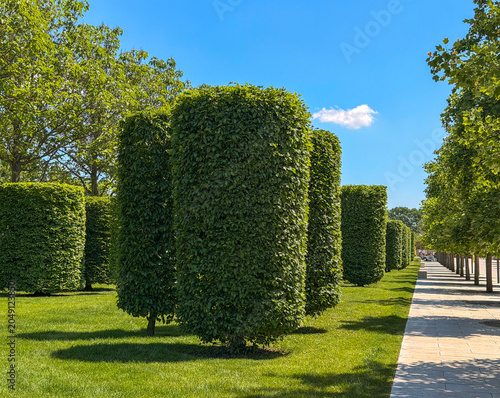 Foto Elegant topiary avenue and pedestrian pathway in Krasnodar City Park combining f