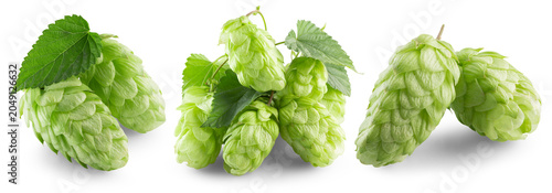 Hops: Fresh Green Cones Botanical Composition