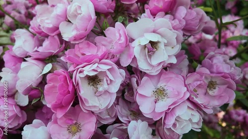 pink and purple flowers