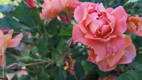 Beautiful Orange Rose Blossom with Lush Green Background