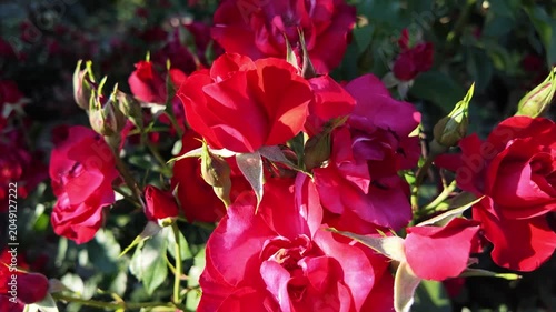 Beautiful Red Rose Flower in Full Bloom