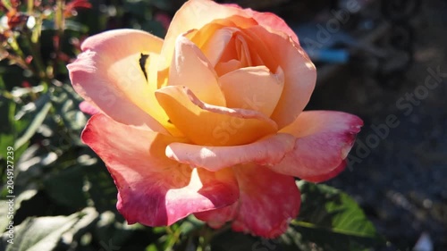 Vibrant Orange Rose Blooming in a Sunny Garden